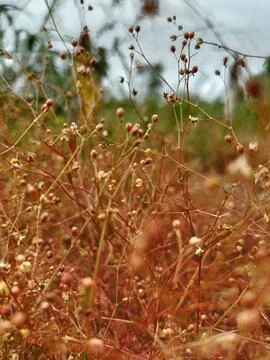 Close-up of delicate wild plant with tiny buds in a field Stock Photos