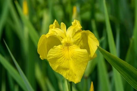 Close up of a delicate wild yellow iris flower in full bloom, in a garden Stock Photos
