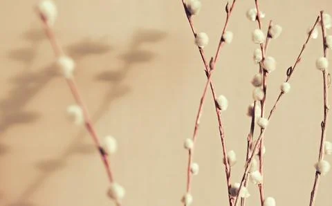 Close-up of delicate willow branches with soft, fluffy catkins against a ne.. Stock Photos