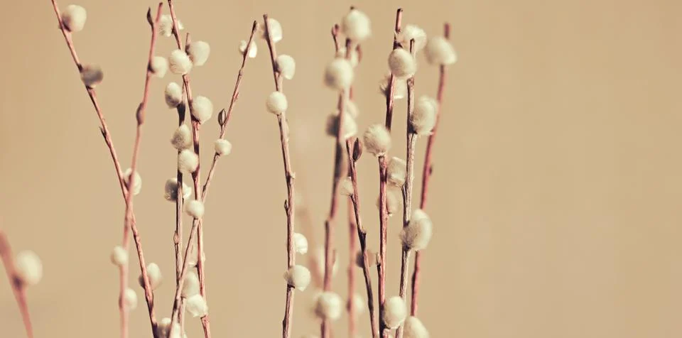 Close-up of delicate willow branches with soft, fluffy catkins against a be.. Stock Photos