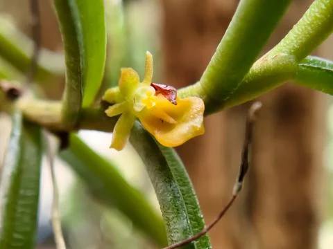 Close-up of the delicate yellow flower of the tiny Pteroceras odoratum orch.. Stock Photos