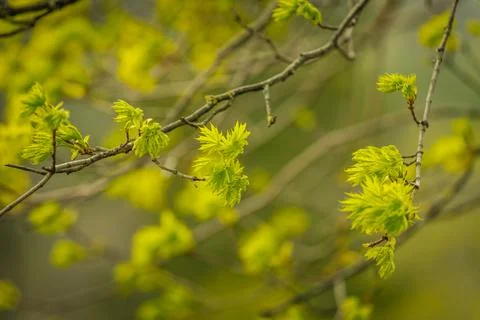 A close-up of delicate yellow maple tree blossoms blooming in early spring. Stock Photos