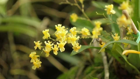Close-up of delicate yellow orchids blooming in lush garden, nature Stock Footage 288717357