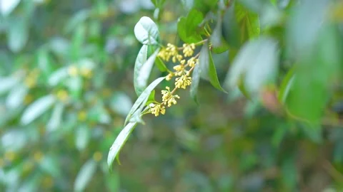 Close up of delicate yellow sweet osmanthus blossoms blooming on a rainy day Video stock 342219779