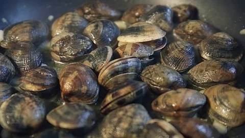 Close up of delicious clams opening their shells cooked Stock Footage 79833657
