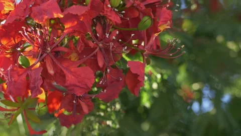 Close-up of Delonix regia flame tree in full red bloom moving gently in summer Stock Footage 345654202
