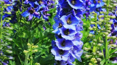 Close-up of Delphinium flowers Video stock 10793273