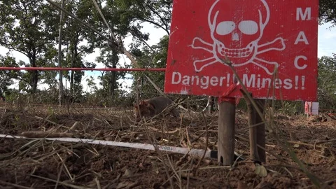 Close up of a demining rat in Cambodia 스톡 동영상 88176058