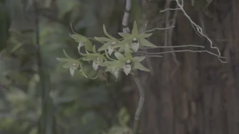 Close-up of Dendrobium Officinale Flowering Stem on Tree Bark Stock Footage 343571659