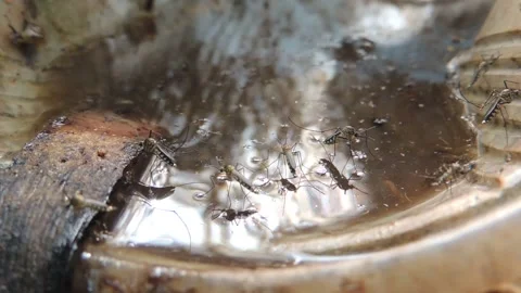 Close up dengue malaria mosquito breeding grow in dirty stagnant standing water Stock Footage