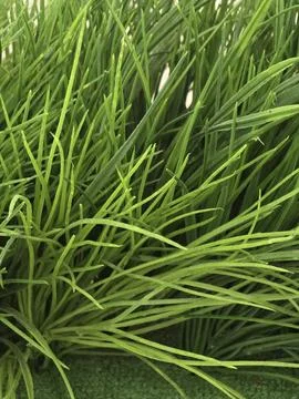 Close-up of dense artificial green grass blades. Stock Photos