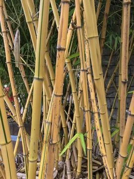 Close up of dense bamboo forest. Stock Photos