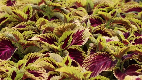 Close Up Of A Dense Bed Of Coleus Plants Displaying Strikingly Colorful Variegat Stock Footage 310299879