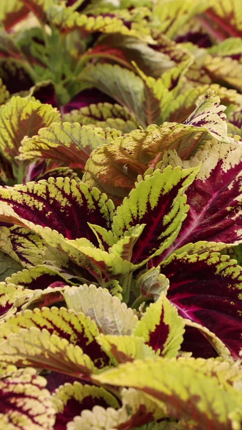 Close Up Of A Dense Bed Of Coleus Plants Displaying Strikingly Colorful Variegat Stock Footage 314672663