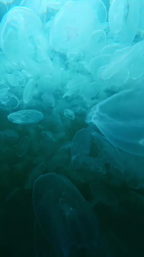 Close-up of dense bloom of Moon jellyfish floating underwater, POV perspective, Video stock 336001419