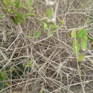 Close up dense chaotic tangle dry thorny twigs small green leaves wild Fotos de archivo