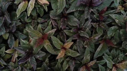 Close-up of a dense cluster of dark green and reddish-purple leaves, showca.. Stock Photos