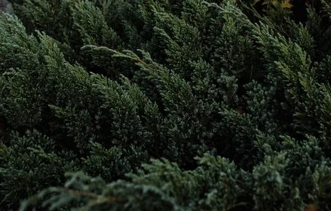 Close-Up of Dense Conifer Hedge as Natural Green Background Stock Photos