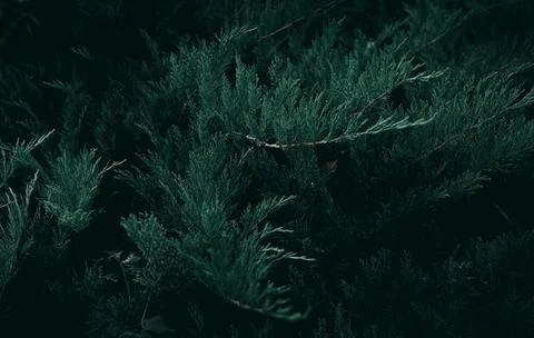 Close-Up of Dense Conifer Hedge as Natural Green Background Stock Photos