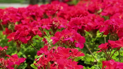 Close Up Of A Dense Flowerbed Filled With Vibrant Red Geranium (Pelargonium) Blo Stock Footage 310737509