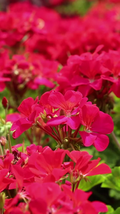 Close Up Of A Dense Flowerbed Filled With Vibrant Red Geranium (Pelargonium) Blo Stock Footage 314672407