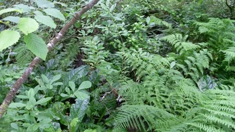Close up Dense Foliage Stock-Footage 205687475