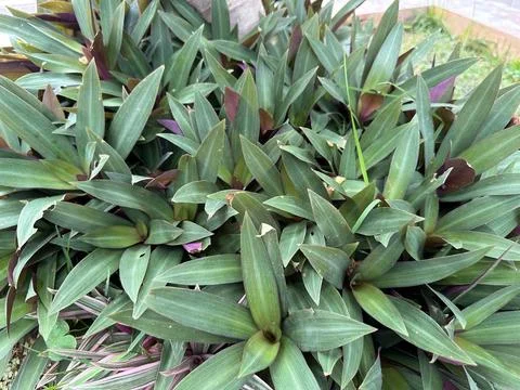 Close-up of dense green foliage Stock Photos