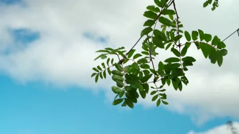 Close-up of dense green moss and plants in forest. Stock Footage 160271656