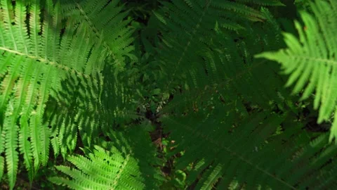 Close-up of dense green moss and plants in the forest. Stock Footage 160422969