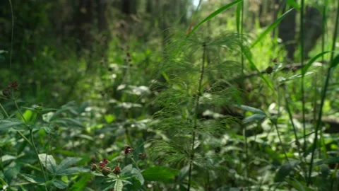 Close-up of dense green moss and plants in the forest. Stock Footage 160422973