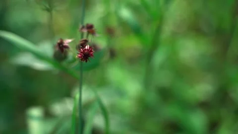 Close-up of dense green moss and plants in forest. 库存影片 160422994