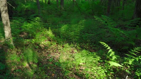 Close-up of dense green moss and plants in forest. Stock Footage 160423048