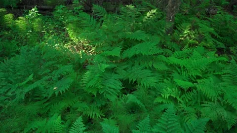 Close-up of dense green moss and plants in the forest. Stock Footage 160423092