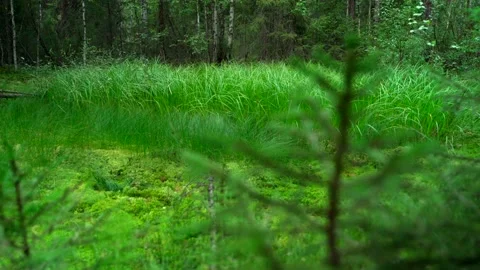Close-up of dense green moss and plants in the forest. Stock Footage 160423178