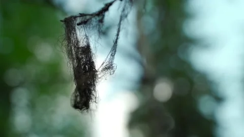Close-up of dense green moss and plants in forest. Stock Footage 160423229