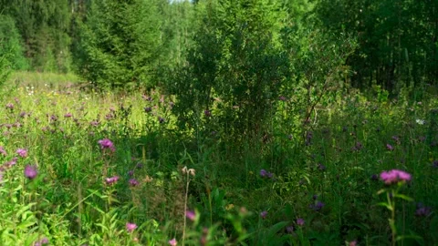 Close-up of dense green moss and plants in the forest. Stock Footage 160423423
