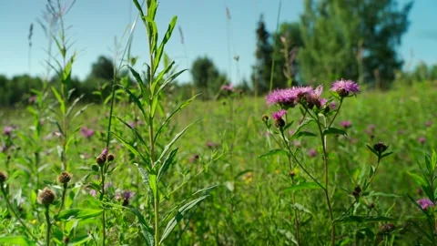 Close-up of dense green moss and plants in the forest. Stock Footage 160423442