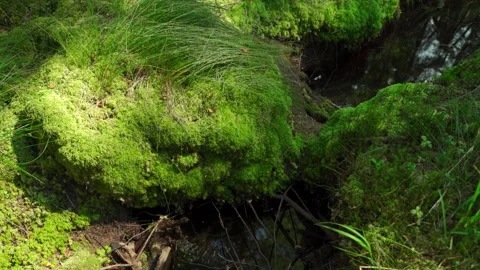 Close-up of dense green moss and plants in the forest. Stock Footage 160896226