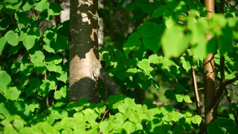 Close-up of dense green moss and plants in forest. Stock Footage 160896568