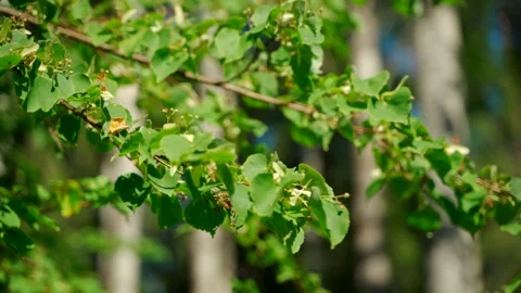 Close-up of dense green moss and plants in forest. Stock Footage 160896582