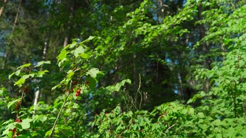 Close-up of dense green moss and plants in forest. Stock Footage 160896666