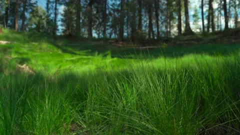 Close-up of dense green moss and plants in the forest. Stock Footage 160896929