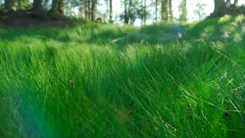 Close-up of dense green moss and plants in the forest. Stock Footage 160896954