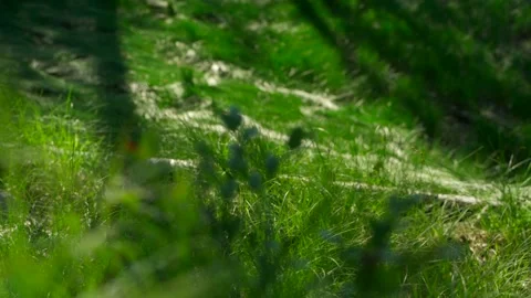 Close-up of dense green moss and plants in the forest. Stock Footage 160897009