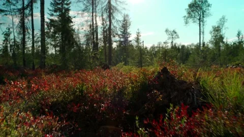 Close-up of dense green moss and plants in forest. Stock Footage 160897181