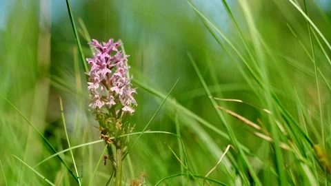 Close-up of dense green moss and plants in the forest. Stock Footage 160897318