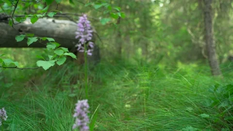 Close-up of dense green moss and plants in the forest. Stock Footage 160897367