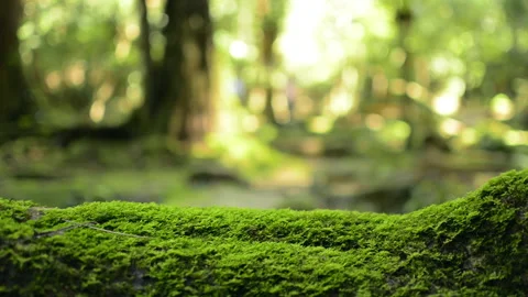 Close up of dense green moss covered bark of a tree in tropical forest. Vídeos de archivo 142803629