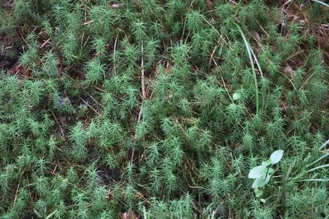 Close-up of dense green moss on forest floor Stock Photos