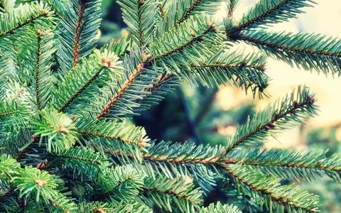 Close up of dense green pine needles on a tree branch with blurred backgrou.. Stock Photos